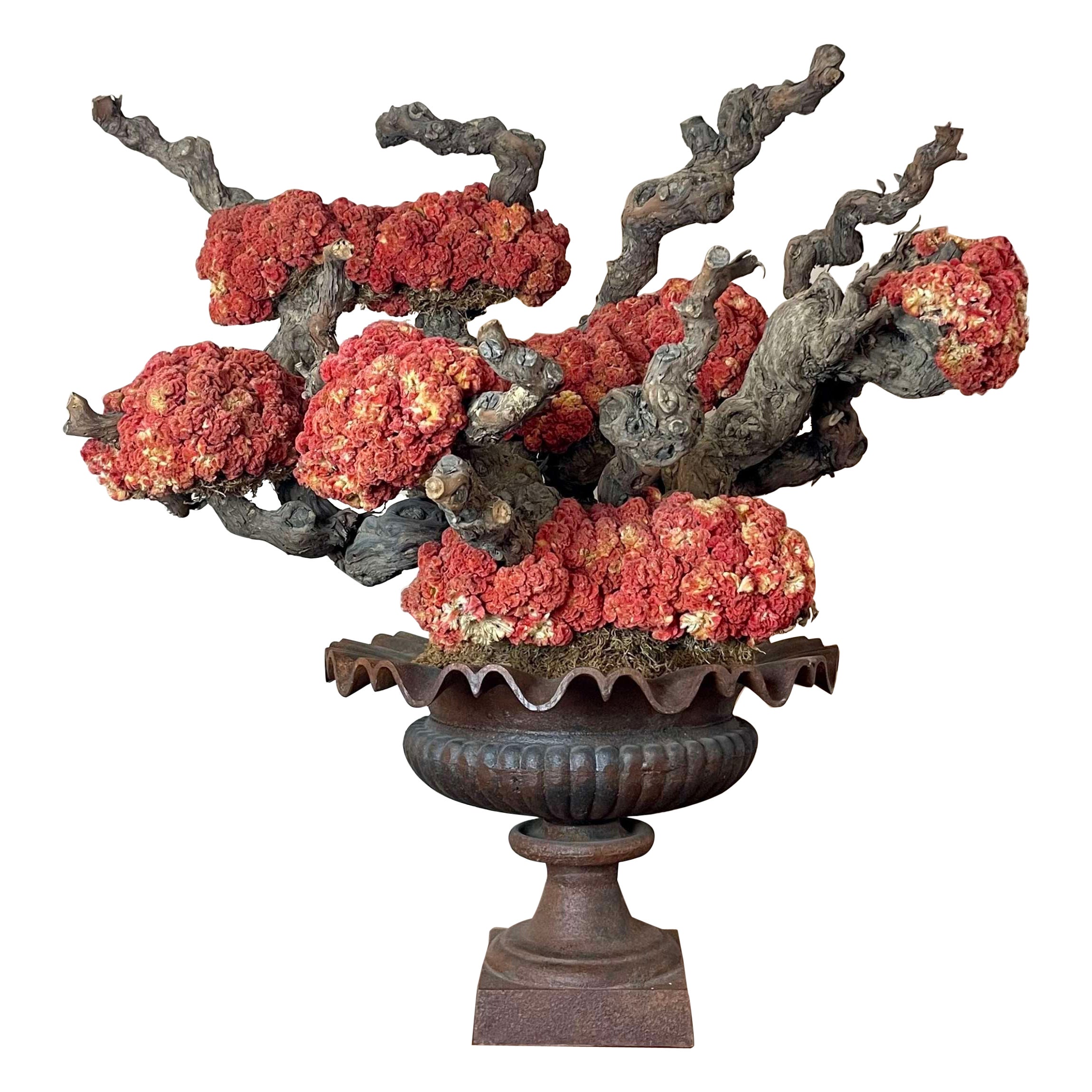 Decorative Centre Piece -Celosia Cristata Bonsai For Sale