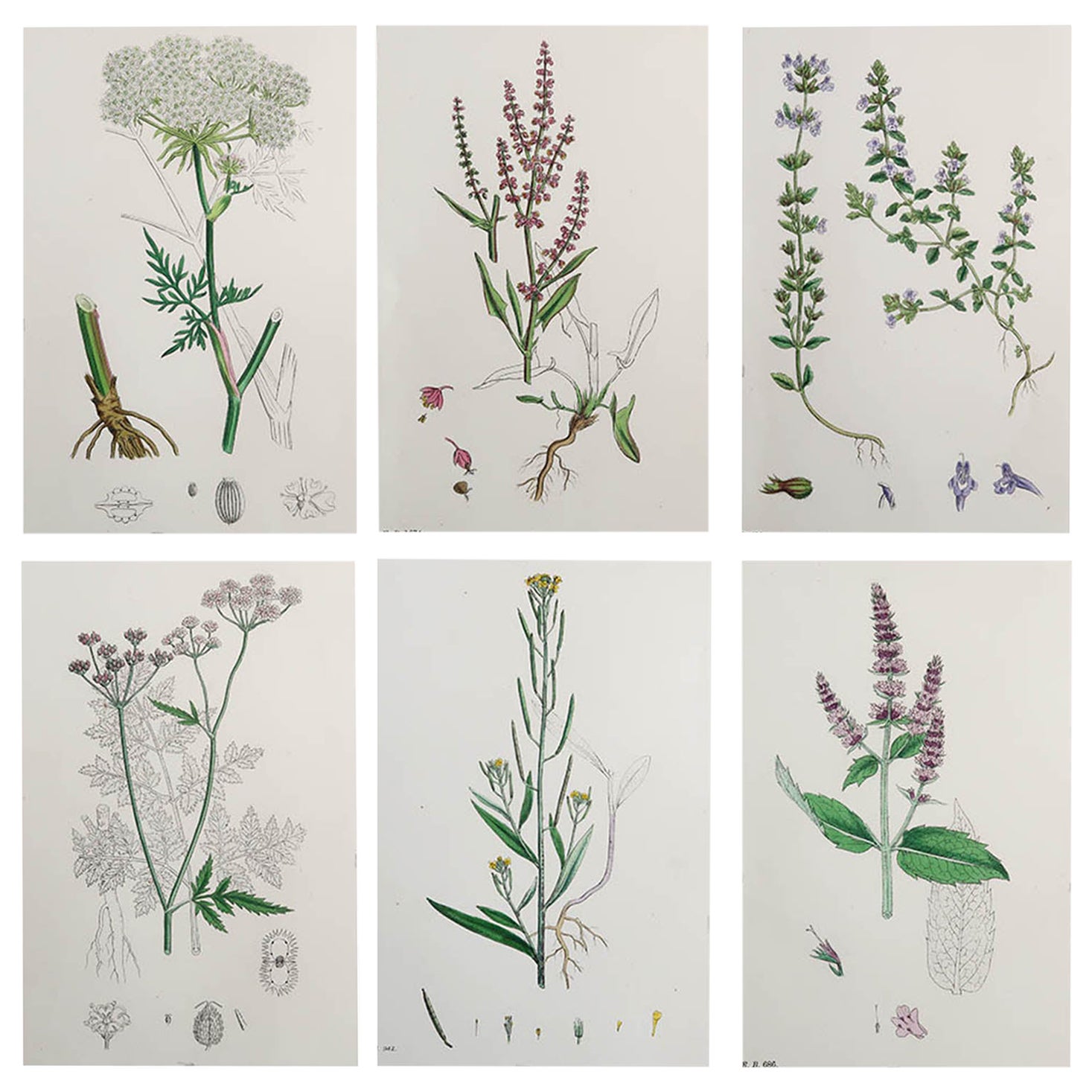 Set of 6 Original Antique Prints of Herbs, circa 1850