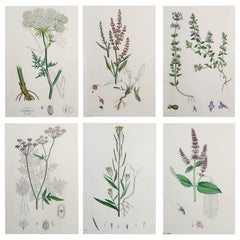 Set of 6 Original Antique Prints of Herbs, circa 1850