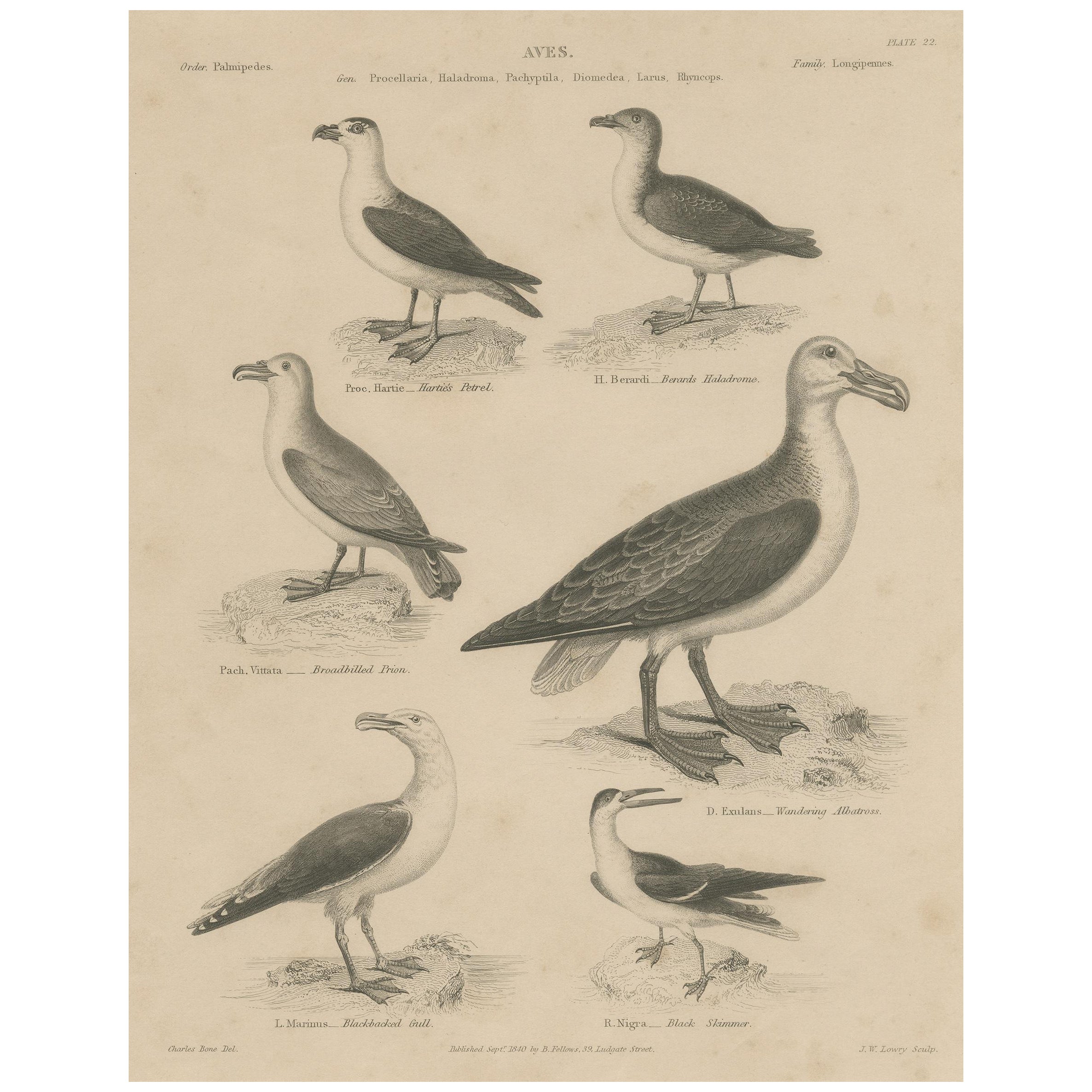 Antique Print of the Wandering Albatross, Blackbacked Gull and other Birds For Sale