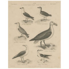 Impression ancienne du Albatross en train de marcher, du coq à dos noir et d'autres oiseaux