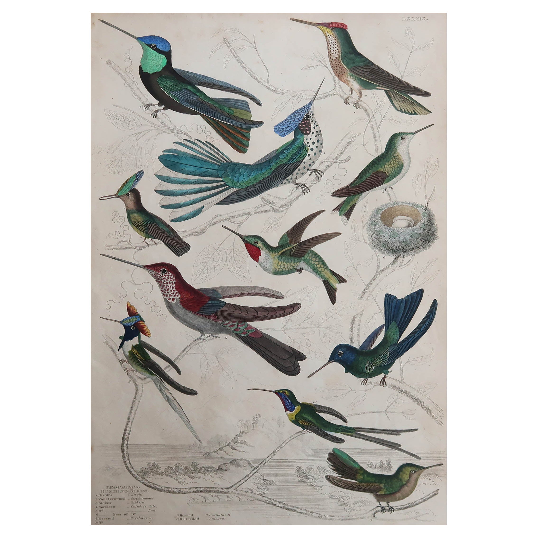 Large Original Antique Natural History Print, Hummingbirds, circa 1835