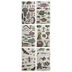 Set of 6 Original Antique Natural History Prints, 1847