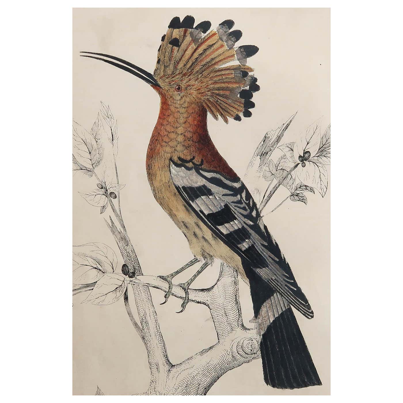 Abstract Hoopoe Original Antique Print of a Hoopoe, 1847, Unframed at 1stDibs