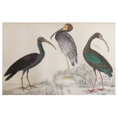 Original Antique Print of Cranes, 1847 'Unframed'