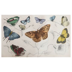 Original Antique Print of Butterflies, 1847, Unframed