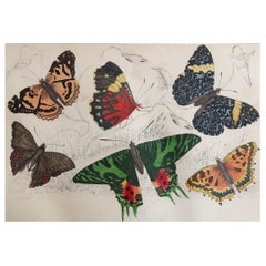 Original Antique Print of Butterflies, 1847, Unframed