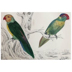 Original Antique Print of Parrots, circa 1850, 'Unframed'