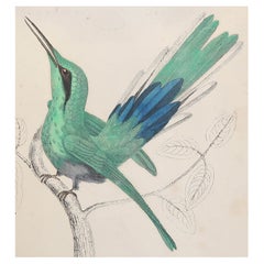 Original Antique Print of Hummingbird, 1847 'Unframed'