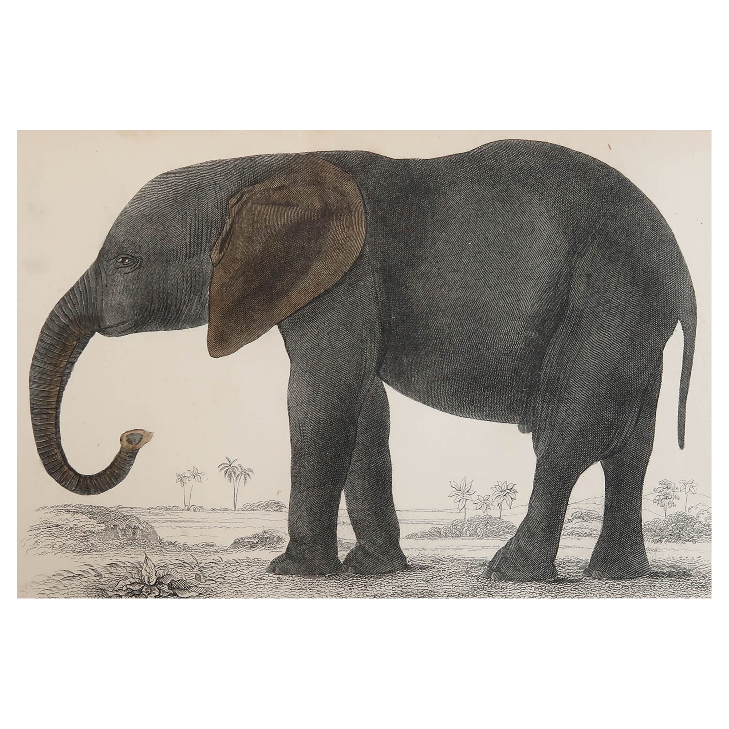 Original Antique Print of an Elephant, 1847 'Unframed'