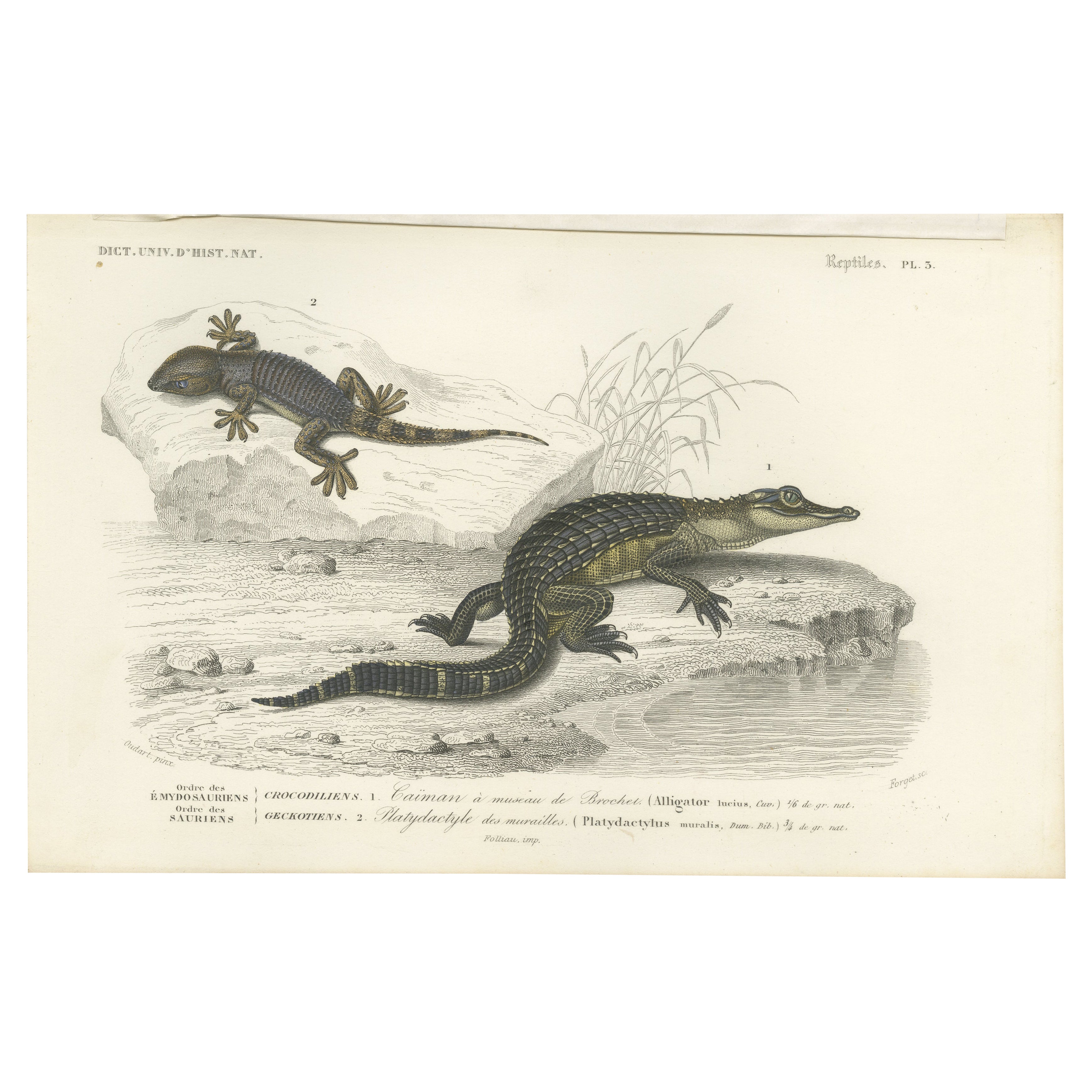 Antique Print of a Caiman and Common Wall Gecko For Sale