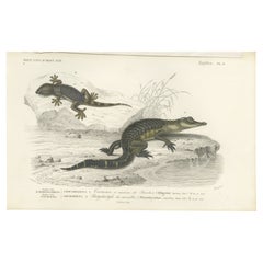 Antique Print of a Caiman and Common Wall Gecko