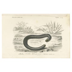 Antique Print of the Siphonops Annulatus, the Ringed Caecilian