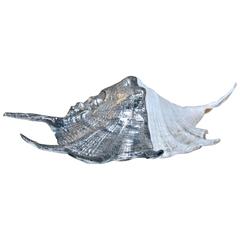 Italian 1960s Pewter Sea Shell 7