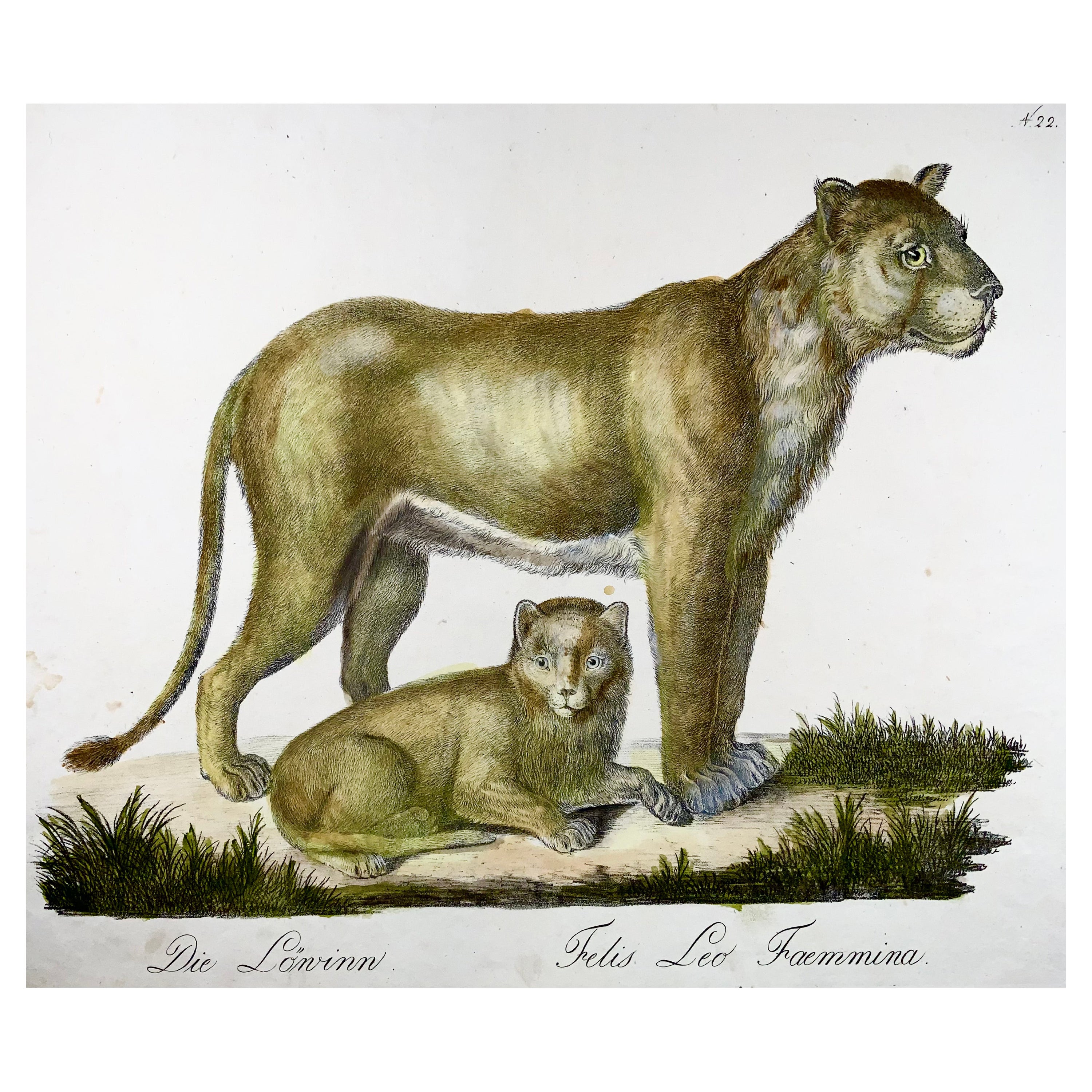 1816 Lioness, Brodtmann, Imp. folio 42,5 cm, incunabulaire de la lithographie