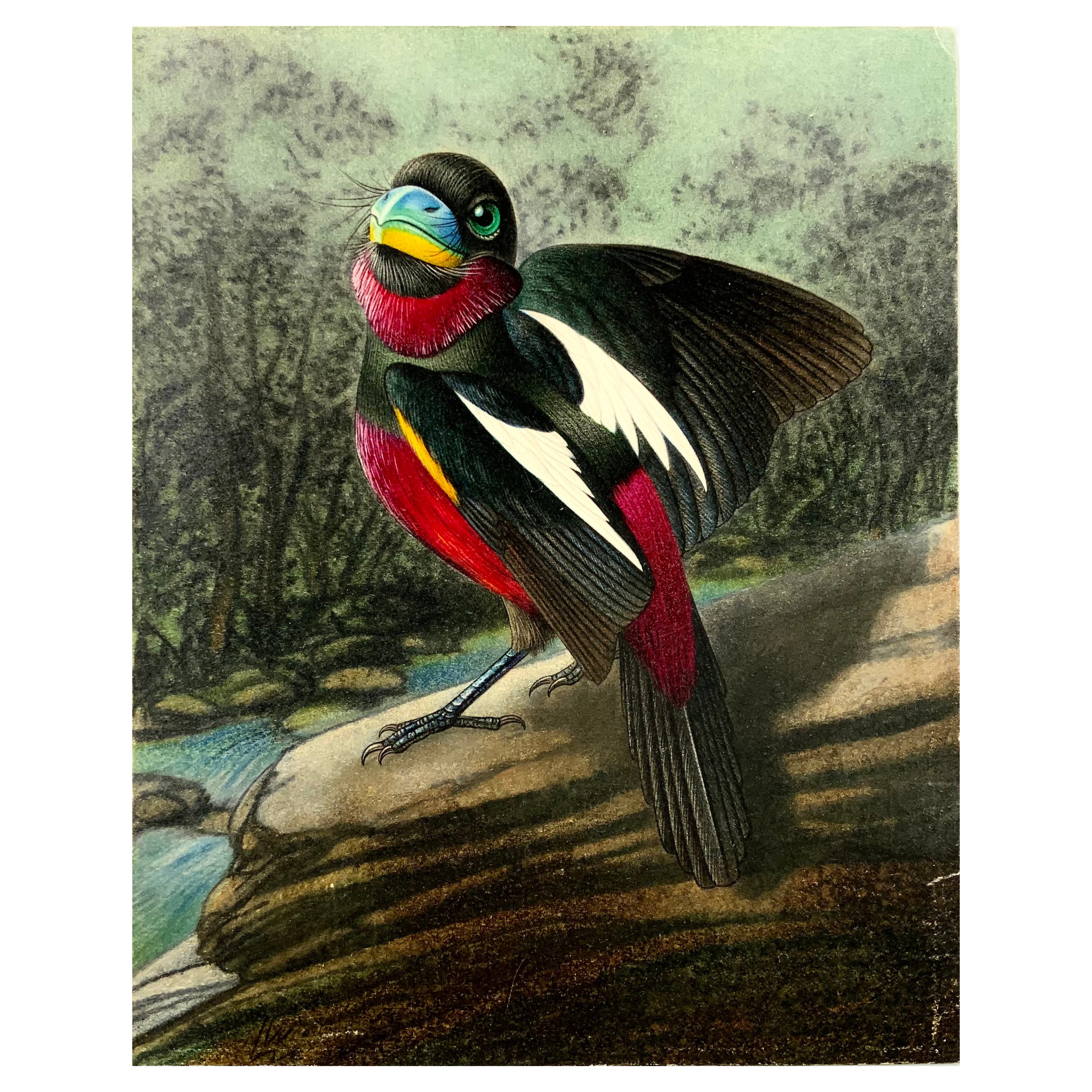 Broadbill, ornithologie, Walter Linsenmaier, dessin au crayon coloré de 1952