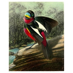 Antique 1952 Broadbill, Ornithology, Walter Linsenmaier, Coloured Pencil Drawing