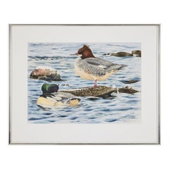 Lars Jonsson . Goosanders Norderstrand, Aquarellmalerei