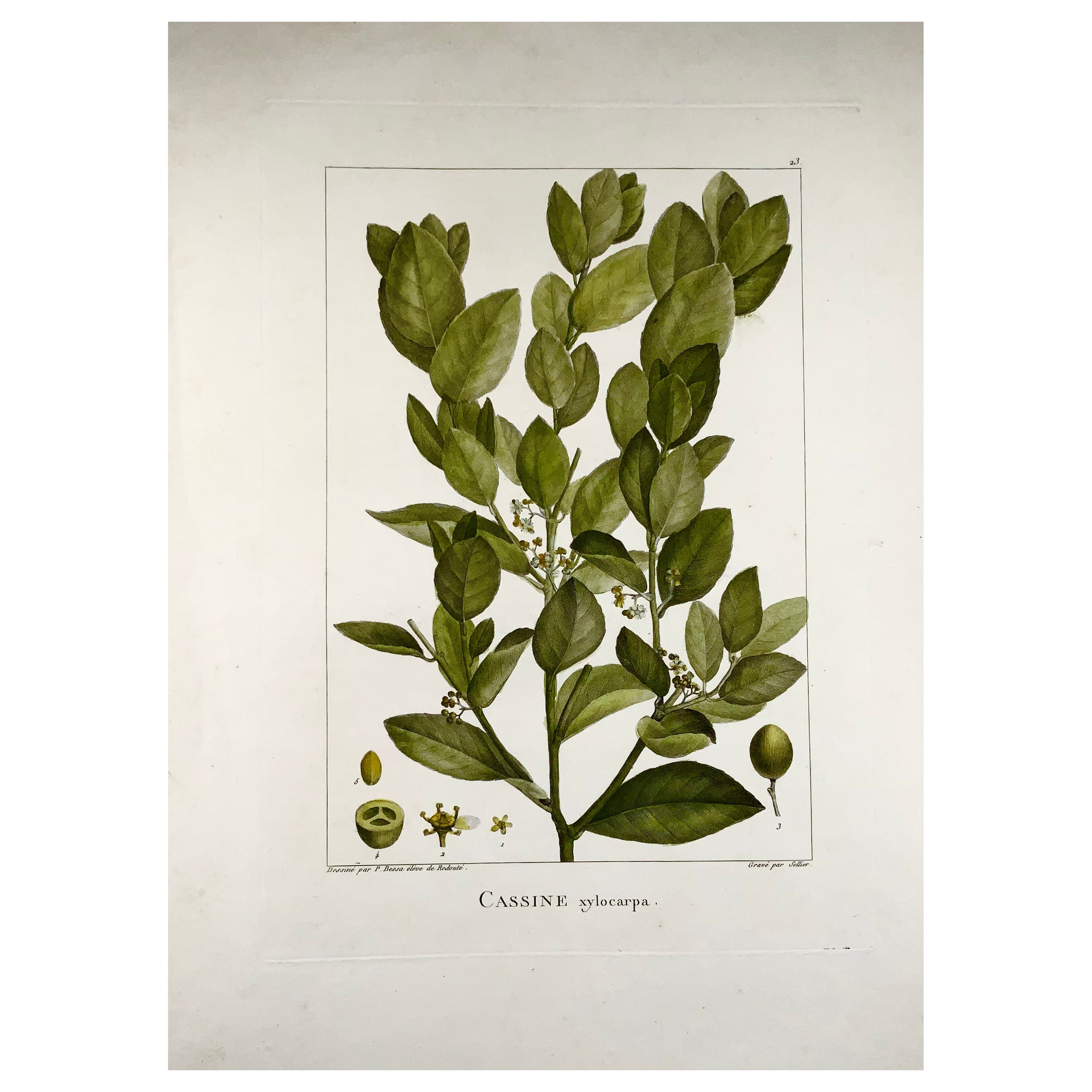 1803 Xylia xylocarpa ["Fabaceae"], 51 cm, d'après Bessa & Redouté, botanique en vente
