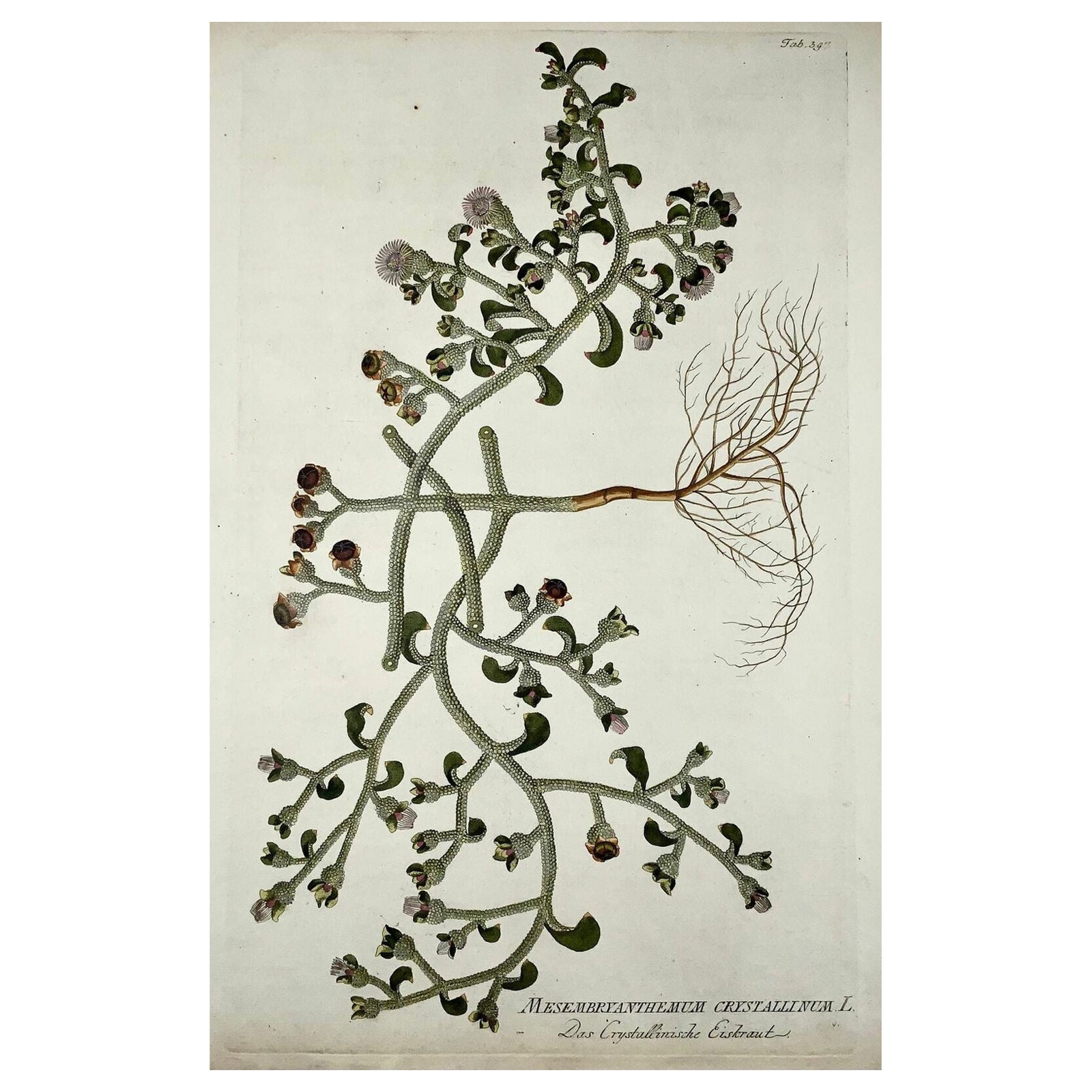 Jardinière à glace de 1788, botanique, J. Plenck, Icones plantarum, 45 cm folio coloré à la main