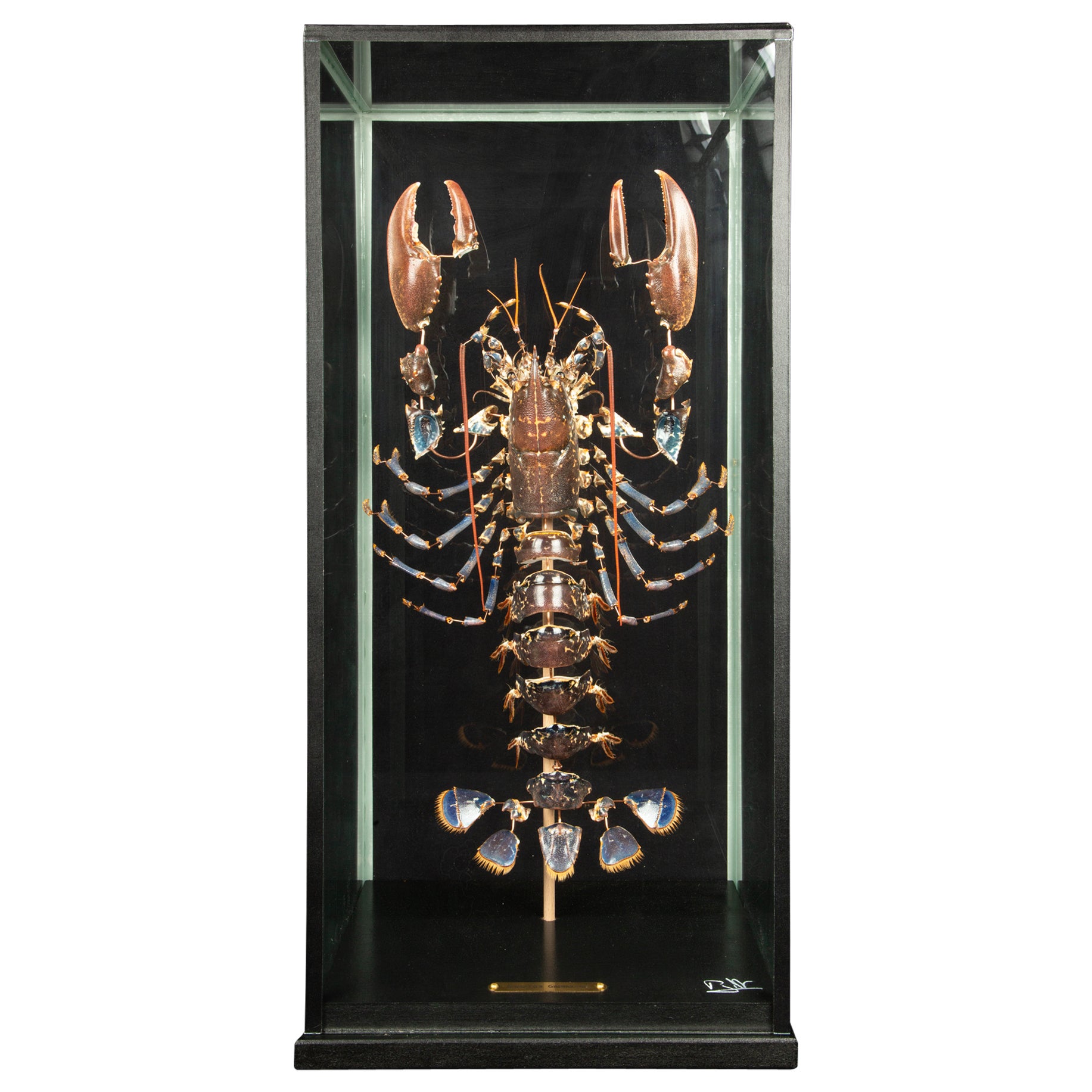 Deconstructed European Lobster (Homarus Gammarus) Under Custom Glass Case