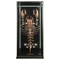 Deconstructed European Lobster (Homarus Gammarus) Under Custom Glass Case