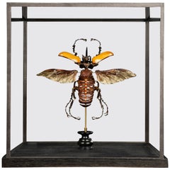 Deconstructed Hercules Beatle (Dynastes Tityus) Under Custom Glass Case