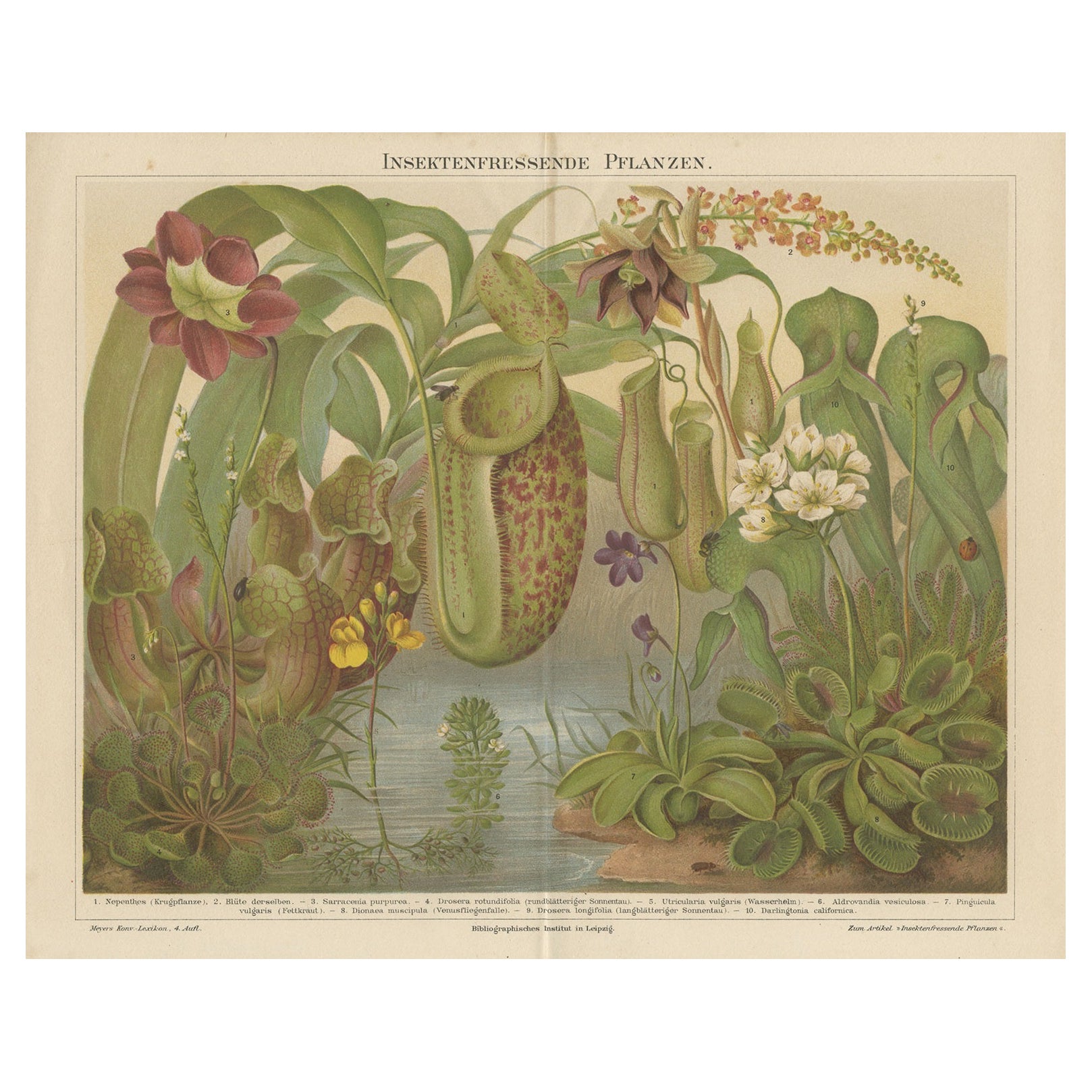 Original Antique Lithograph of Various Carnivorous Plants, circa 1890 For Sale