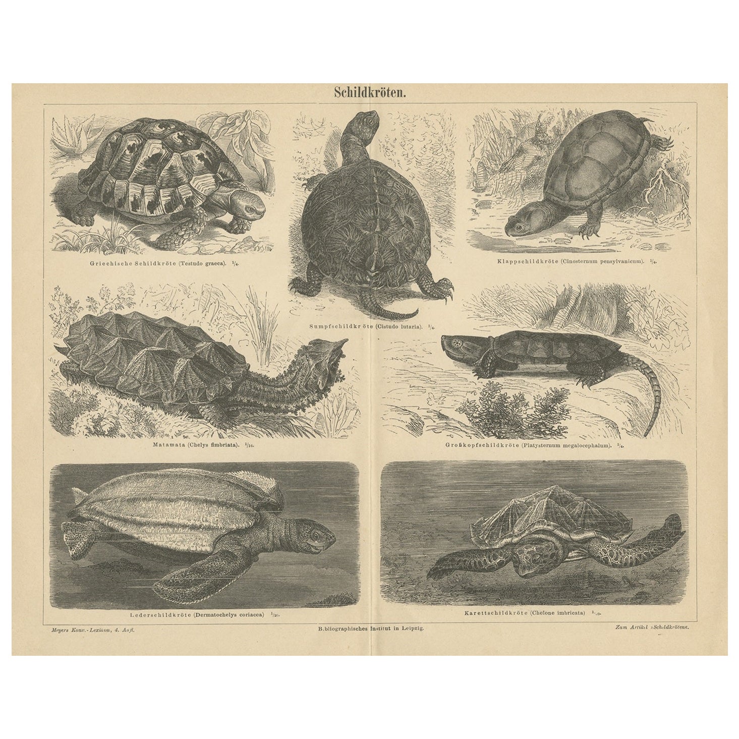 Original Antique Lithograph of Various Turtles