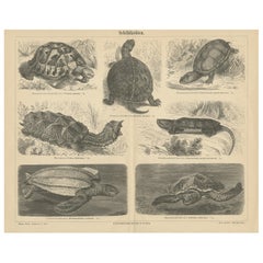 Lithographie ancienne originale de diverses tortues