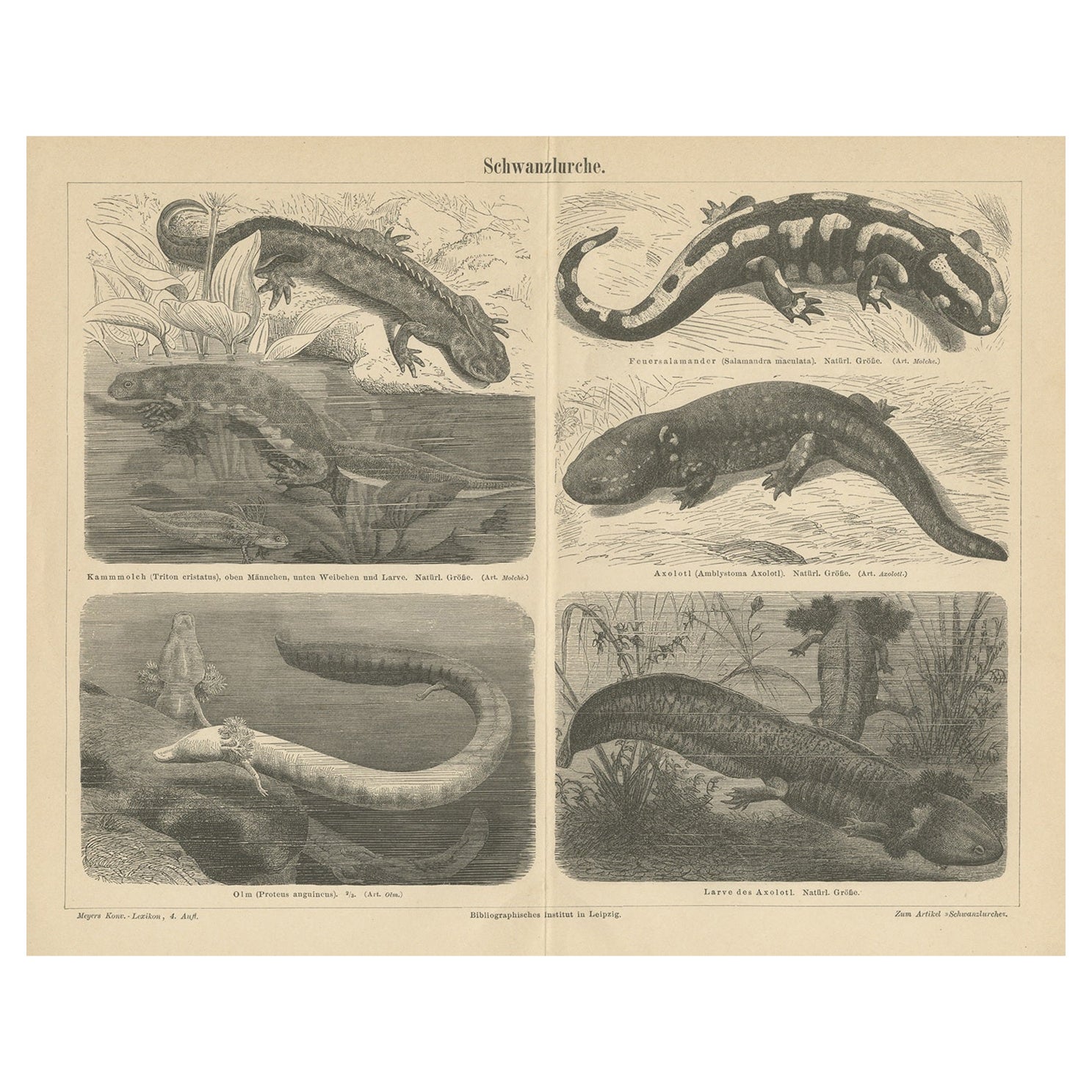 Original Antique Lithograph of Various Tailed Amphibians, circa 1890