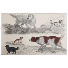 Impression originale ancienne de chiens, 1847, non encadrée