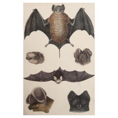 Original Antique Print of Bat, 1847 'Unframed'