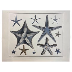 Italian Contemporary Hand Painted Print Japanese Sea Life "Starfishes", 1 of 2