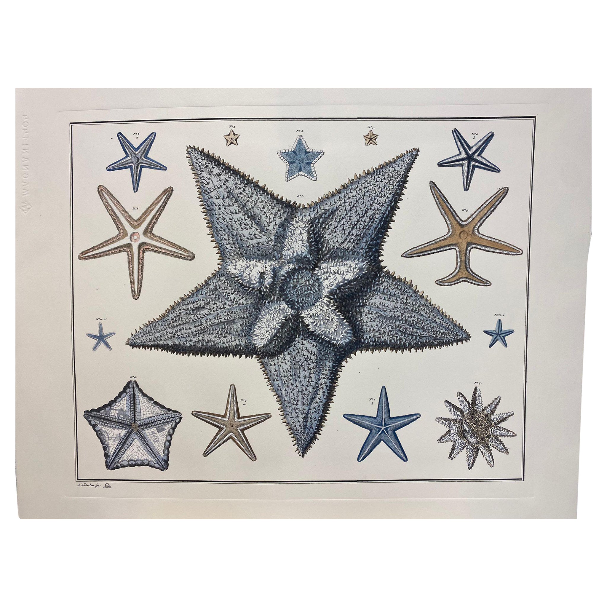 Italian Contemporary Hand Painted Print Japanese Sea Life "Starfishes", 2 of 2 For Sale