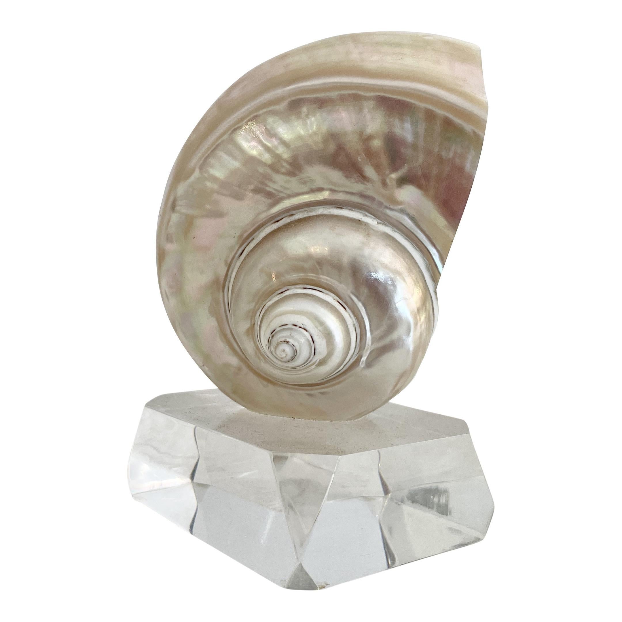 Shell on a Lucite Base