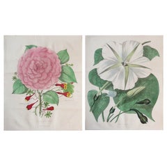 Large Pair of Original Antique Botanical Prints, Dated 1838