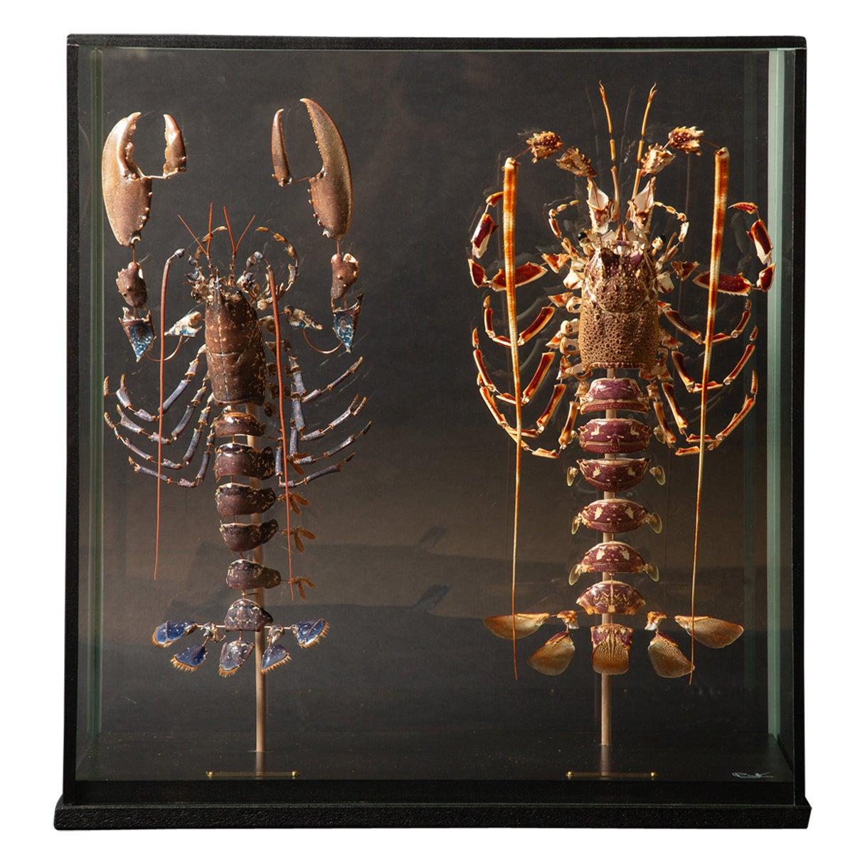Deconstructed Lobster Pair (Homeras Gammarus) (Palinurus Elephas) Under Glass  For Sale