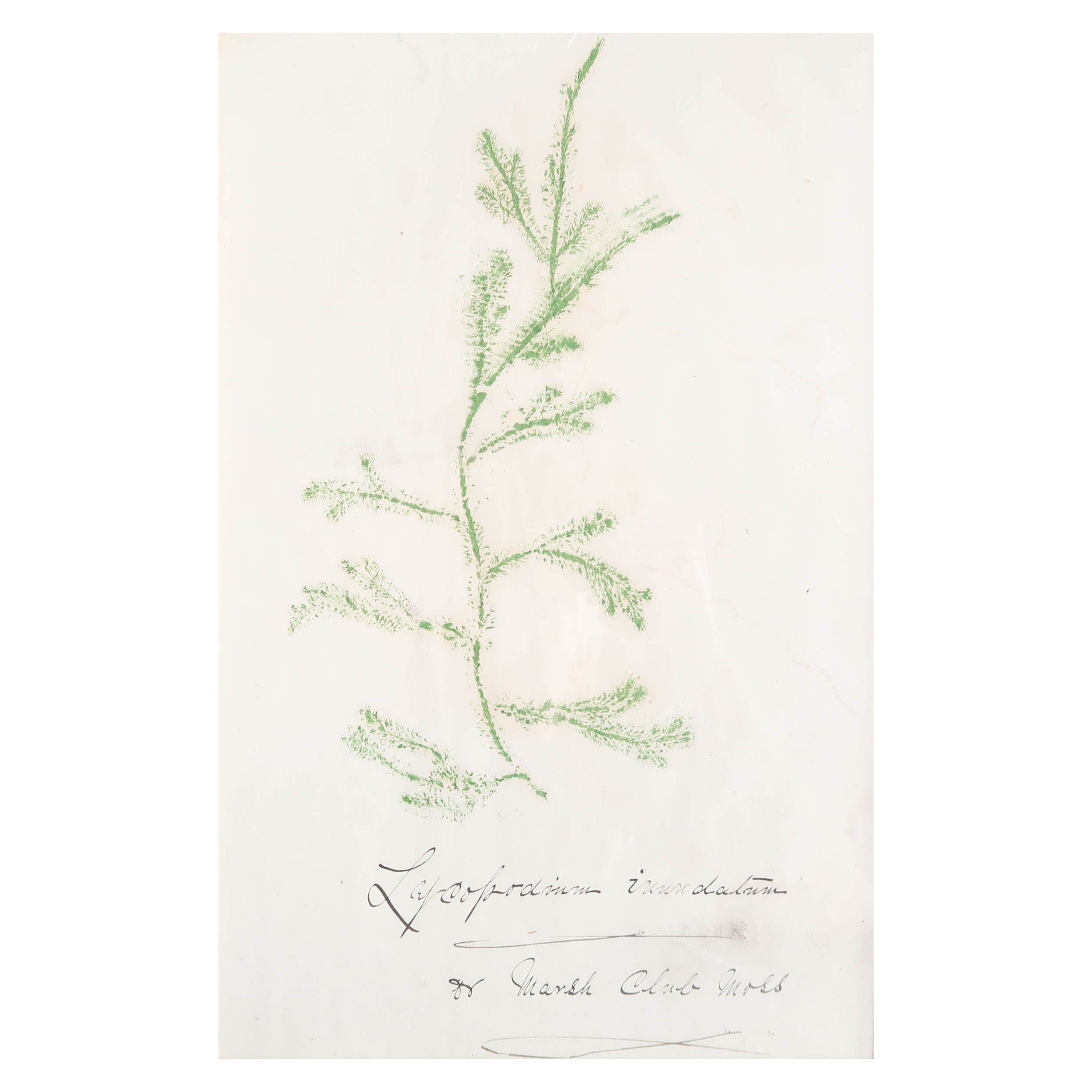 Framed Original Antique Print of a Marsh Club Moss . C.1840 For Sale