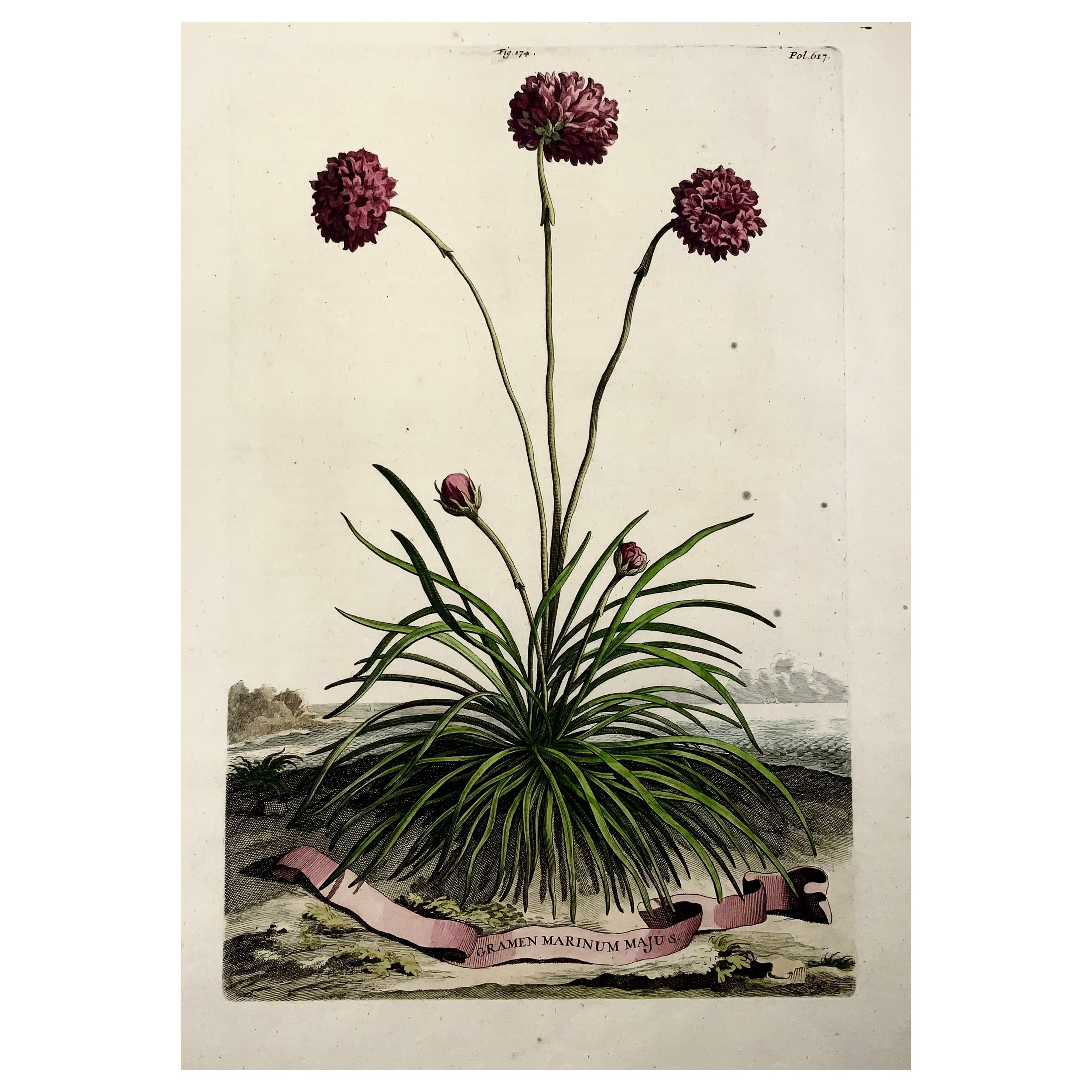1696 Meeresrosa Thrift, Abraham Munting, großes Folio, botanisch