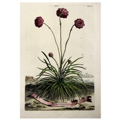 1696 Sea Pink Thrift, Abraham Munting, large folio, botanical