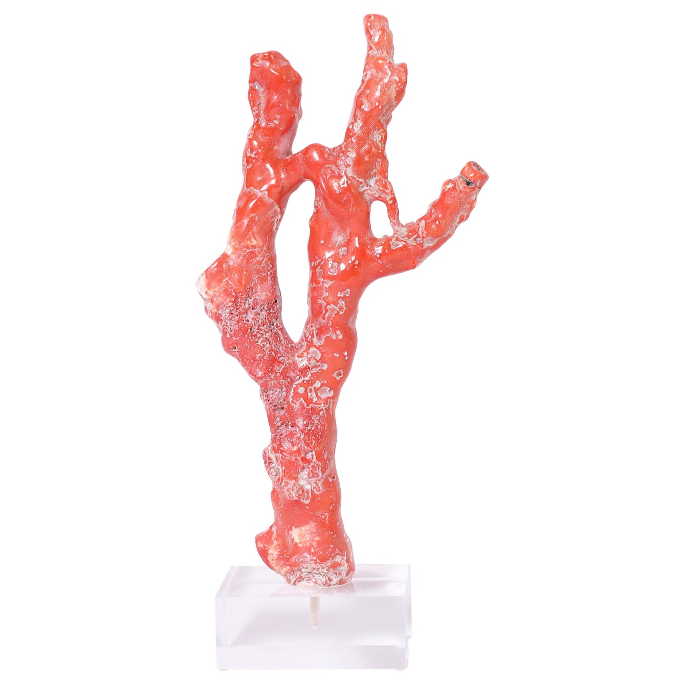 Large Red Coral on Lucite For Sale