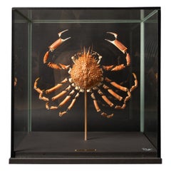 Antique Deconstructed Spiny Spider Crab (Maja Brachydactyla) Specimen Under Glass Case