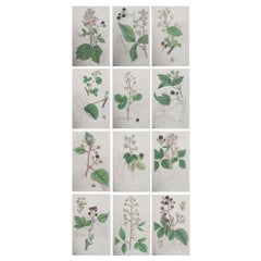 Set of 12 Original Antique Fruit Prints - Genus Rubus, Circa 1850