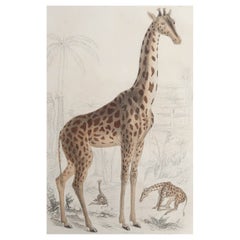 Large Original Antique Natural History Print, Giraffe, circa 1835