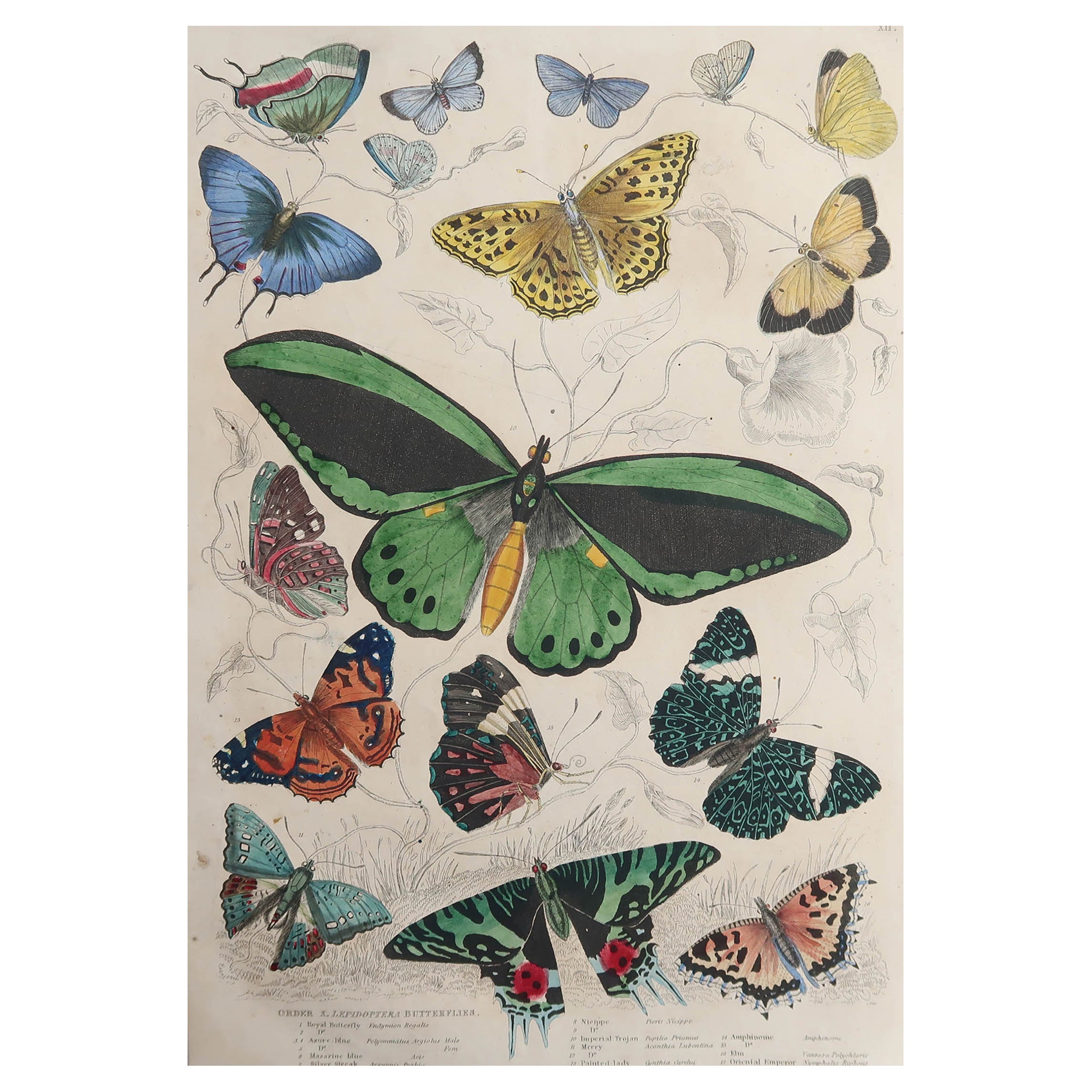 Großer antiker naturhistorischer Originaldruck, Schmetterlinge, um 1835