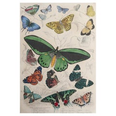 Large Original Vintage Natural History Print, Butterflies, circa 1835