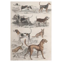 Large Original Antique Natural History Print, Sporting Dogs, circa 1835