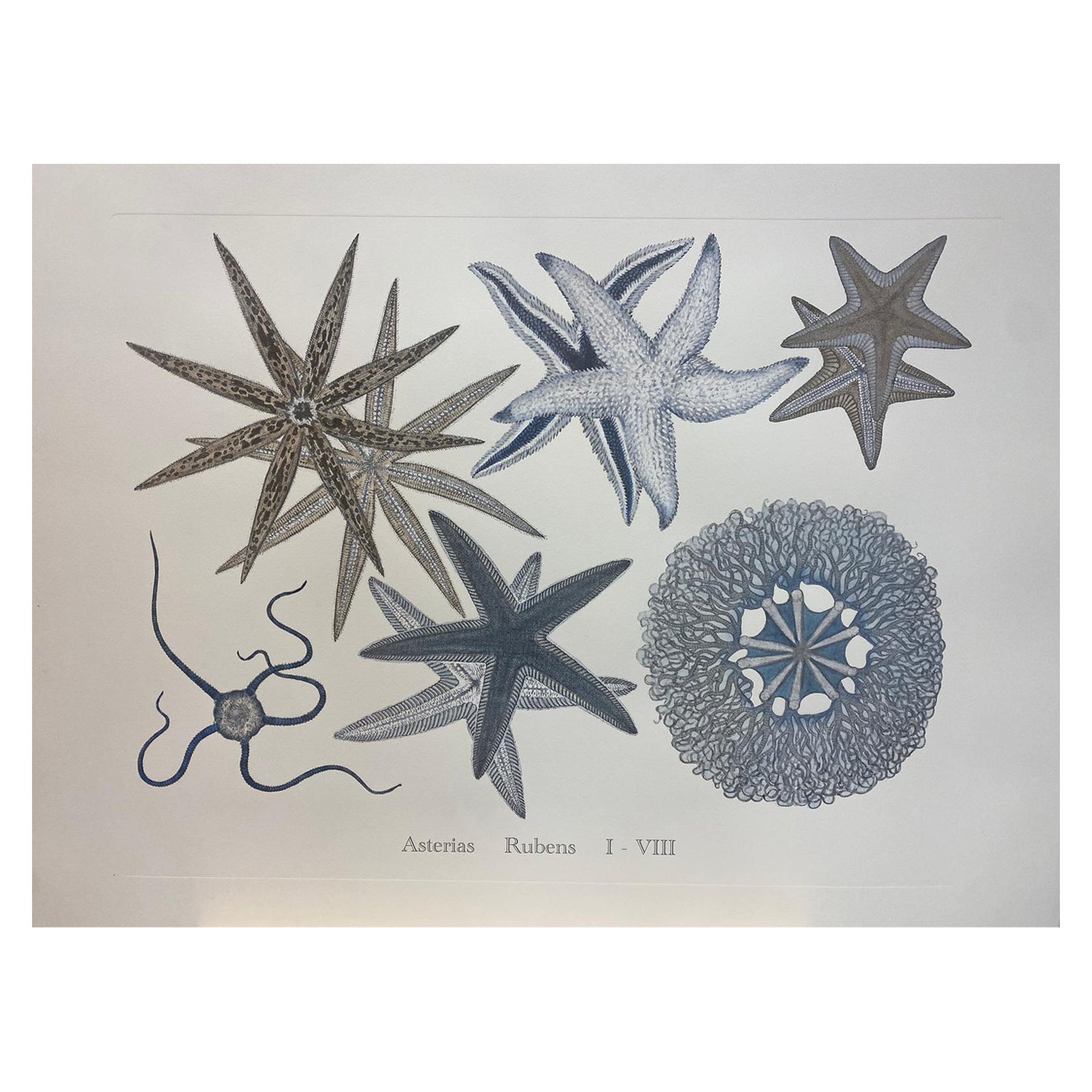 Italian Contemporary Hand Painted Print Japanese Sea Life "Starfishes", 5 of 6 For Sale