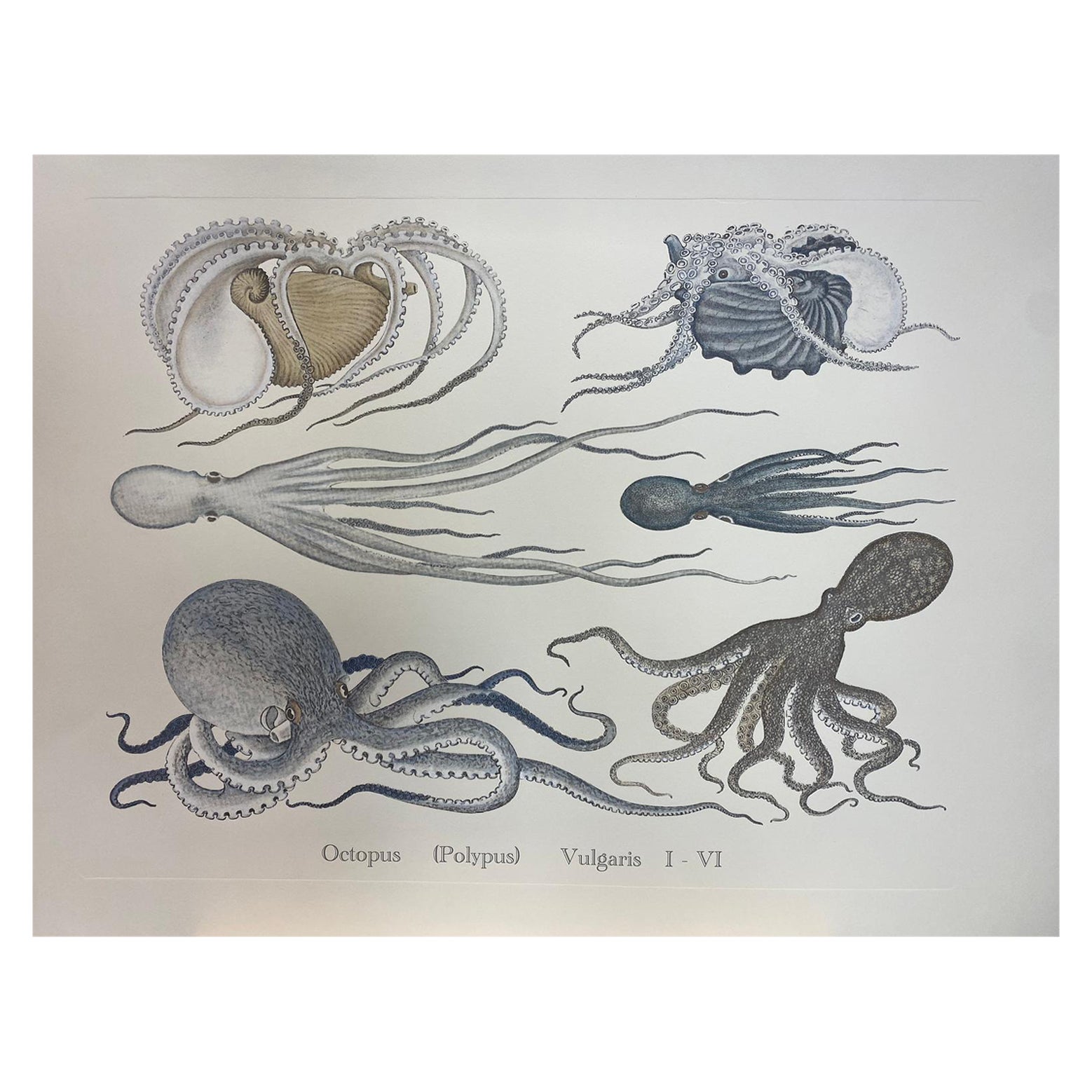 Italienische Contemporary Hand gemalt Druck japanischen Sea Life "Starfishes", 6 von 6 im Angebot